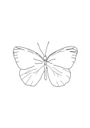 Butterfly Line Art | Gör en egen poster
