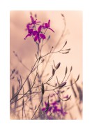 Purple Flowers Close-Up | Gör en egen poster