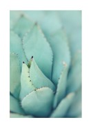 Agave Plant Leaves | Gör en egen poster