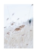 Reeds In Winter | Gör en egen poster