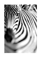 Zebra Portrait | Gör en egen poster