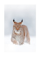 Lynx In Winter Landscape | Gör en egen poster