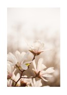 Magnolia Flowers In Spring | Gör en egen poster