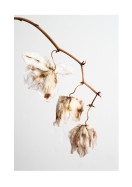 Dried Flower Petals | Gör en egen poster
