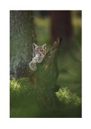 Wild Lynx In Nature | Gör en egen poster
