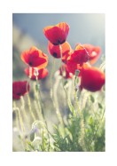 Poppies In The Evening Sun | Gör en egen poster