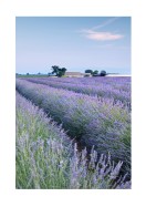 Lavender Fields In France | Gör en egen poster