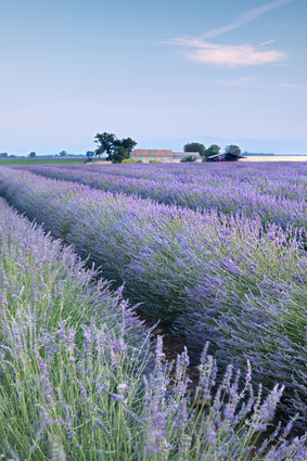 Lavender Fields In France
