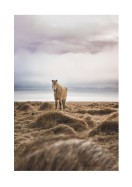 Icelandic Horse In Winter Landscape | Gör en egen poster