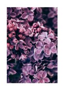 Purple Lilac Bloom | Gör en egen poster