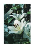 White Lily Flowers | Gör en egen poster