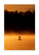 Duck In Morning Light | Gör en egen poster
