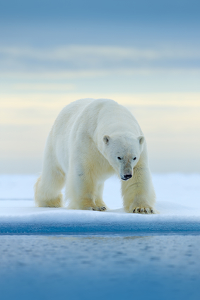 Polar Bear In The Wild