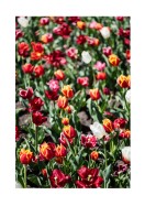 Field Of Colorful Tulips | Gör en egen poster