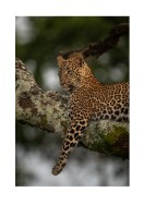 Leopard In A Tree In The Wild | Gör en egen poster