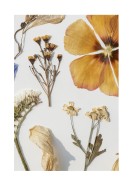 Dried Flowers Collection | Gör en egen poster